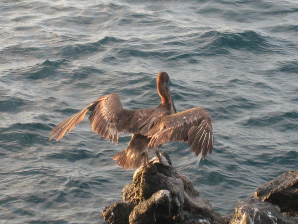 Bird at the port in Peurto Ayora on Santa Cruz Island 