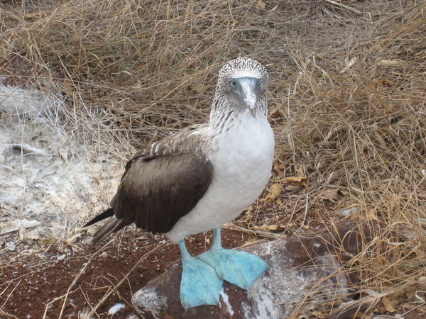 Blue footed Booby 
