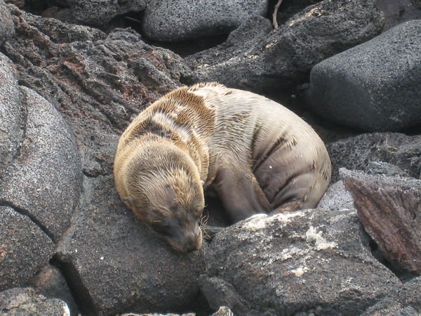 Fur Seal 