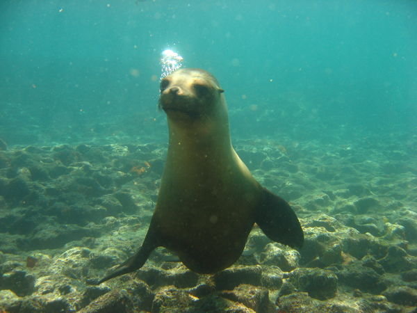Sea lion underwater 