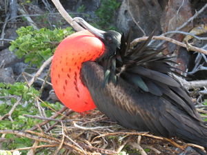 Frigate Bird 