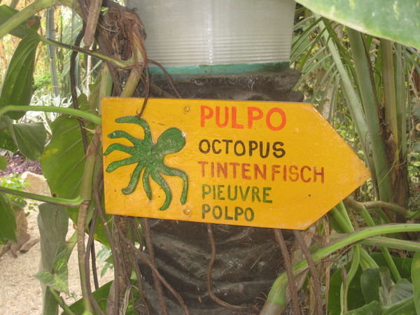 Hosteria Mandala Octopus cabin 