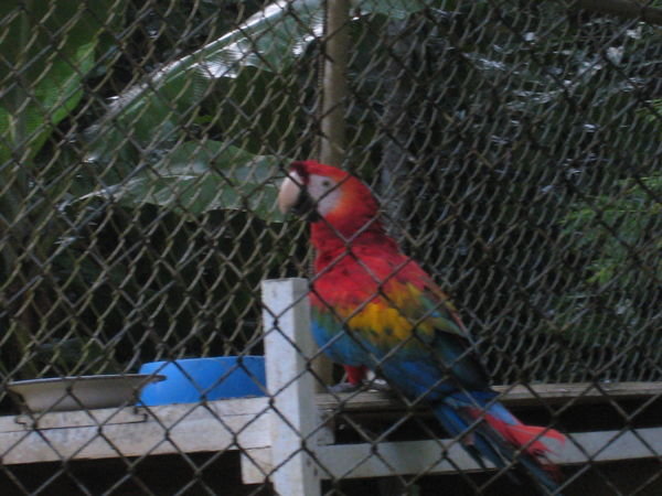One of the many colourful birds we saw 