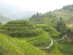 Dhazi Dragon's back bone rice terraces