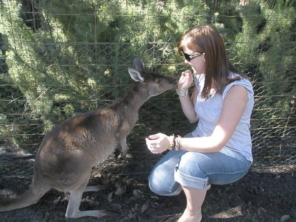 Feeding a Kangeroo