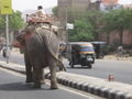 An elephant ambles through the traffic