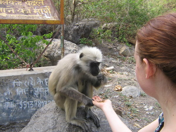 Lucy feeding a different monkey