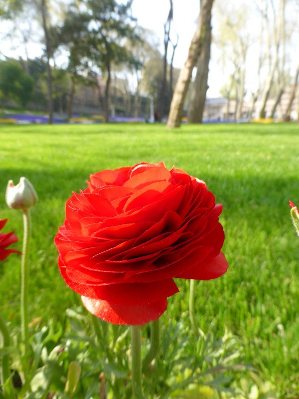 Tulips from Istanbul