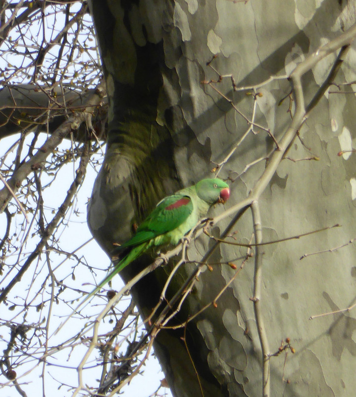 Parakeet in the trees at Gülhane Park, Istanbul