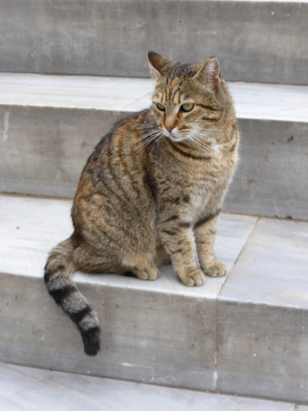 Istanbul kitty cat