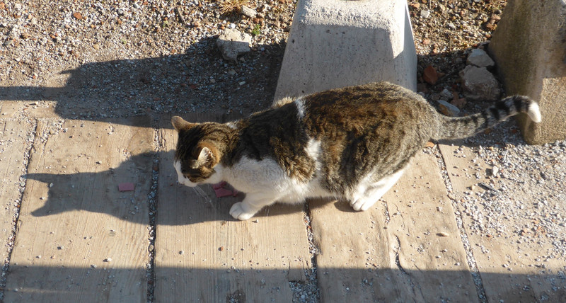 Ephesus resident cat