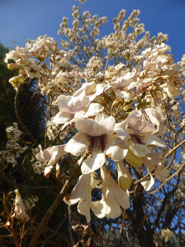 Flowering tree at Ephesus