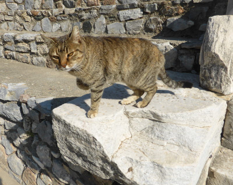 Ephesus resident cat