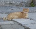 Ephesus resident cat (it sat on my lap)