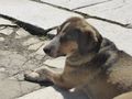 Ephesus resident dog