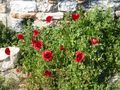 Poppies at Ayasuluk Fortress, Selcuk