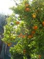 Orange tree, Amazon Hotel, Selcuk