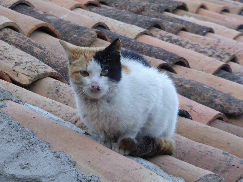Sirince Village cat