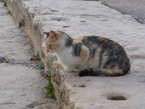 Kitty cat at Pamukkale