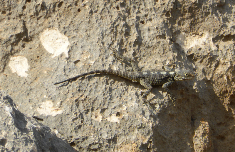 Lizard at Simena