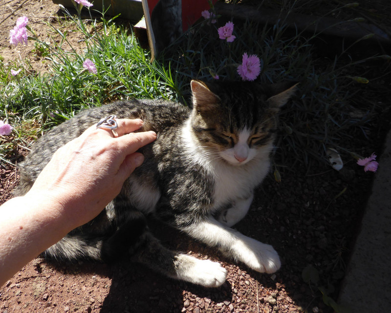 Meeting the gorgeous rescue cats, Antalya