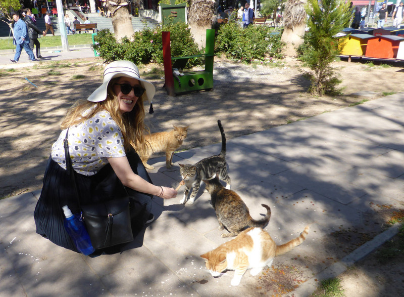 Meeting the gorgeous rescue cats, Antalya