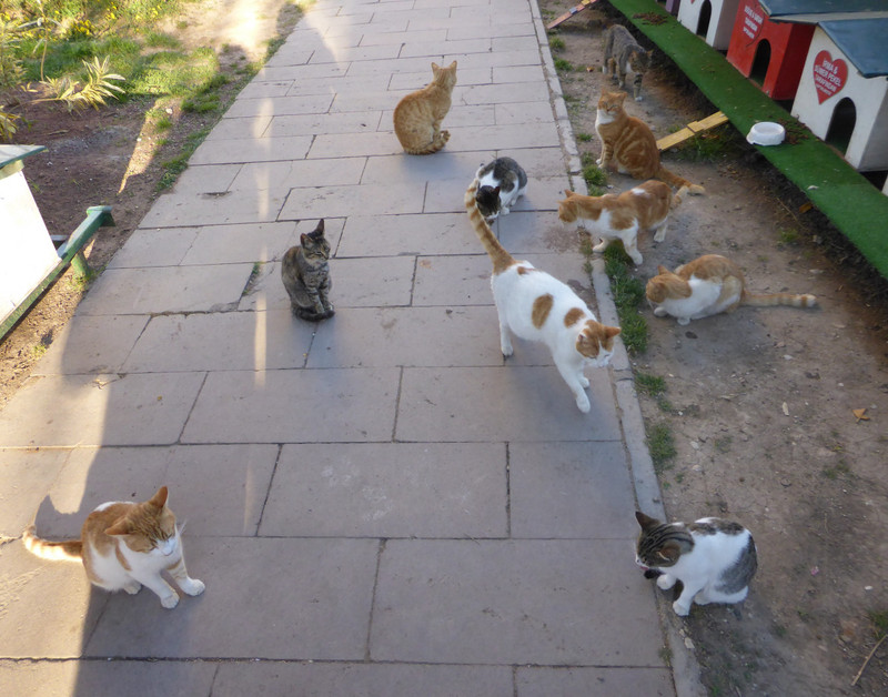 Meeting the rescue cats, Antalya