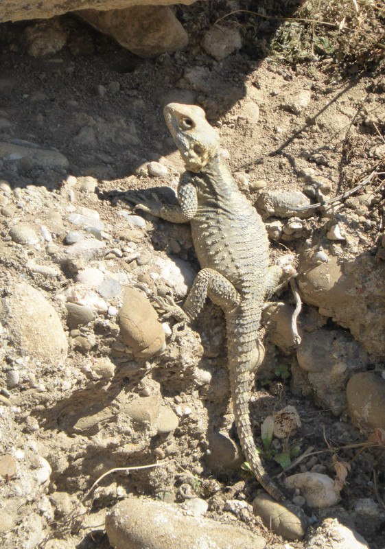 Lizard at Aspendos