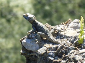 Lizard at Aspendos