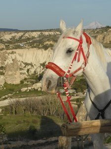 Horse at Goreme Cappadocia