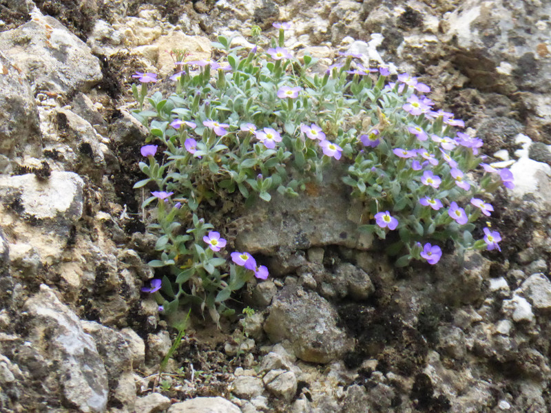 Pretty flowers on rocks
