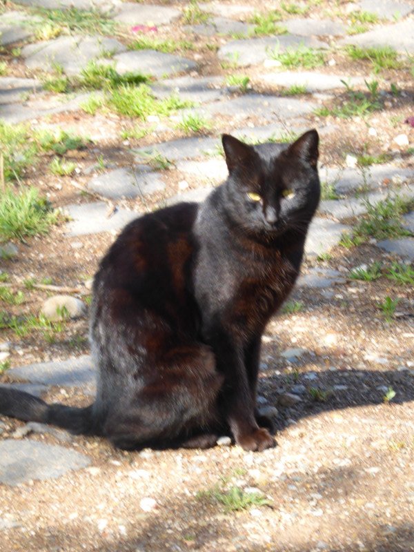 Mount Nemrut cat