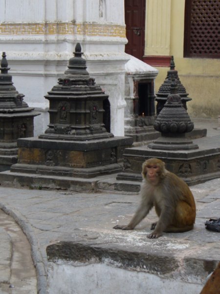 The other name for the temple is Monkey Temple!