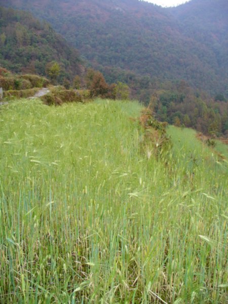 Crops growing in one of the terraces