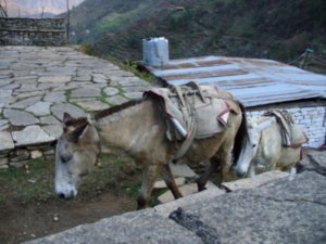 Donkey back from delivering its load
