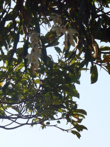 Massive orchid in a tree