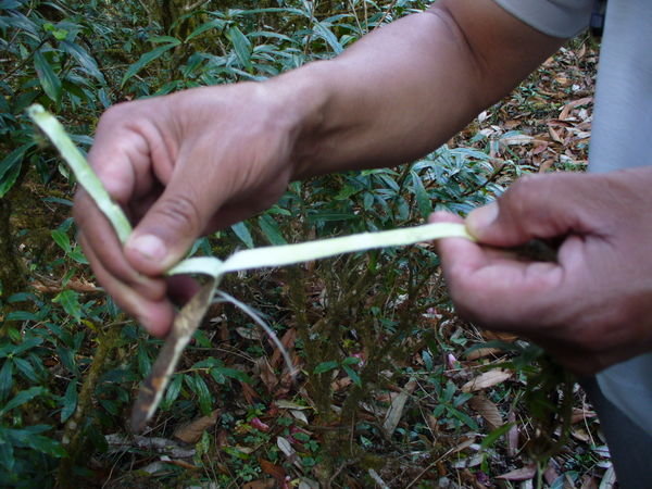 Making twine from Daphne plant
