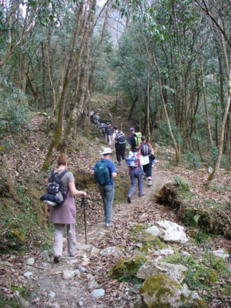 Making our way through the forest