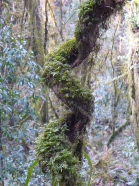 Twisty, mossy branch