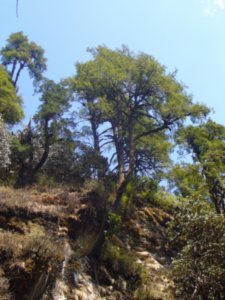Trees growing out of the side of the cliffs