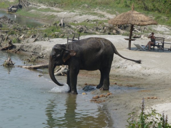 Elephant coming to have a bath