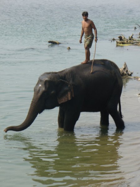 Elephant and balancing act