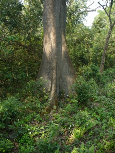 Massive tree trunk