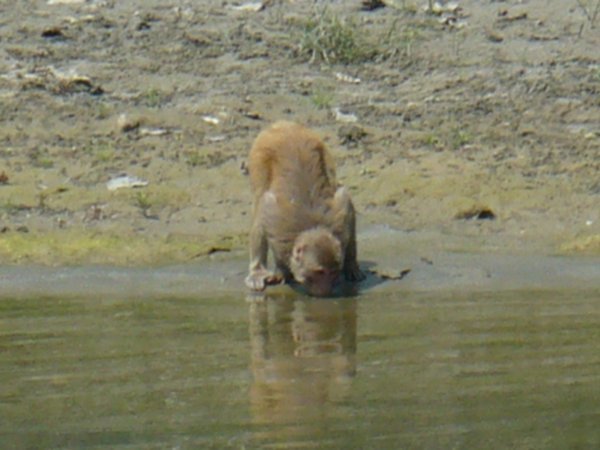 Monkey at Chitwan