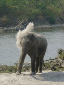 Elephant having a dust bath