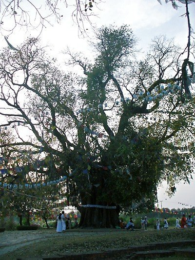 Pipal tree at Lumbini, birth place of Lord Buddha
