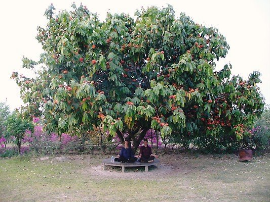 Meditating under the bows of a tree in the garden at Lumbini