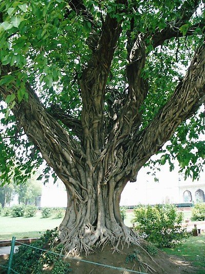 Massive tree inside the Red Fort