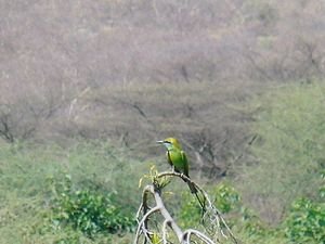 Small green bee-eater seen from our hotel at Pushkar.