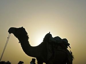 Sun set and camels in the Thar desert
